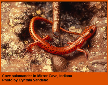 Cave salamander